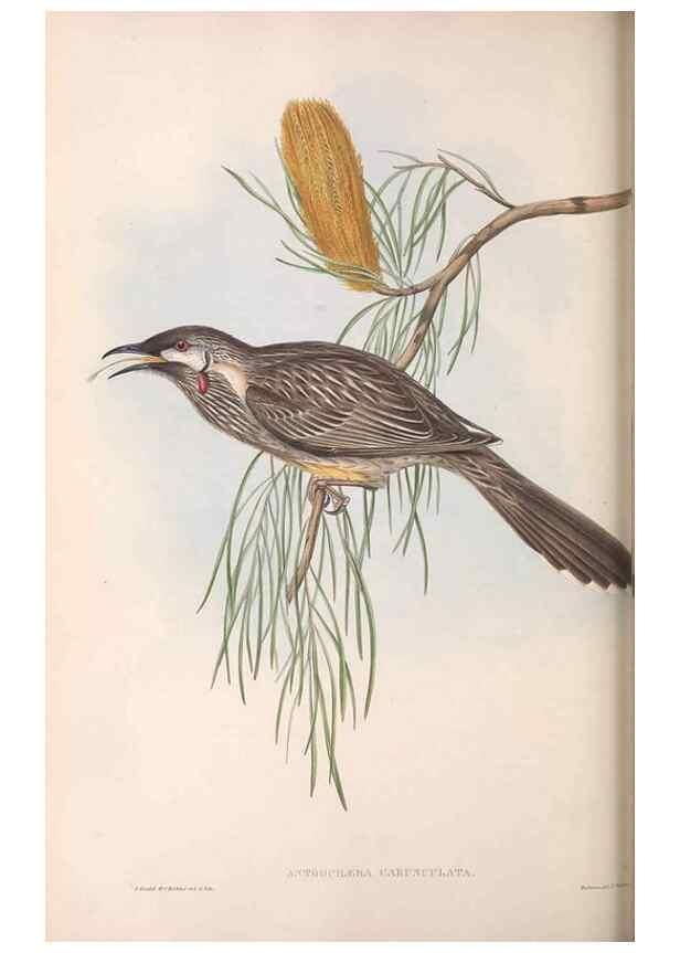 Reproducción/Reproduction 36143727463: The birds of Australia.. London,Printed by R. and J. E. Taylor; pub. by the author,[1840]-48.