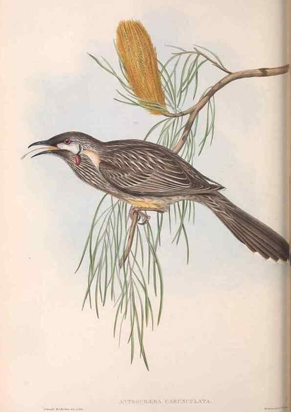 Reproducción/Reproduction 36143727463: The birds of Australia.. London,Printed by R. and J. E. Taylor; pub. by the author,[1840]-48.