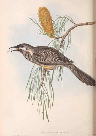 Reproducción/Reproduction 36143727463: The birds of Australia.. London,Printed by R. and J. E. Taylor; pub. by the author,[1840]-48.