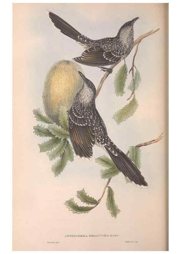 Reproducción/Reproduction 36764532086: The birds of Australia.. London,Printed by R. and J. E. Taylor; pub. by the author,[1840]-48.