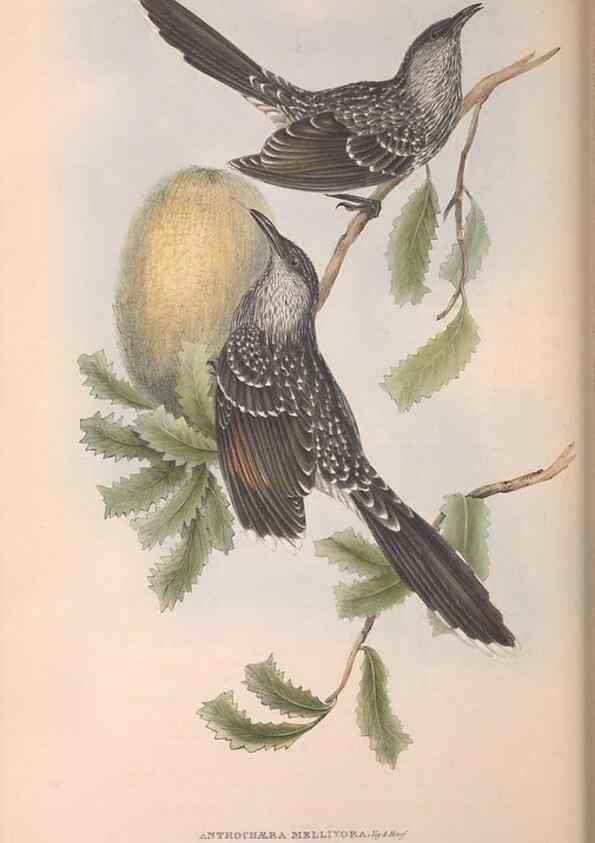 Reproducción/Reproduction 36764532086: The birds of Australia.. London,Printed by R. and J. E. Taylor; pub. by the author,[1840]-48.
