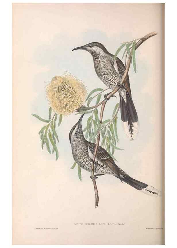 Reproducción/Reproduction 36764533846: The birds of Australia.. London,Printed by R. and J. E. Taylor; pub. by the author,[1840]-48.