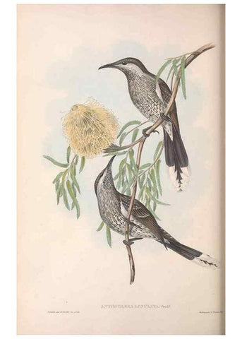Reproducción/Reproduction 36764533846: The birds of Australia.. London,Printed by R. and J. E. Taylor; pub. by the author,[1840]-48.
