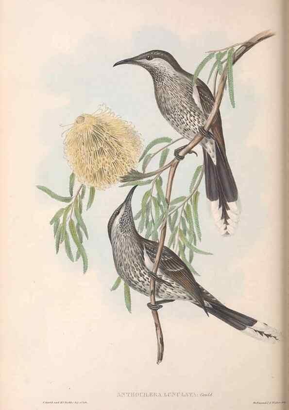 Reproducción/Reproduction 36764533846: The birds of Australia.. London,Printed by R. and J. E. Taylor; pub. by the author,[1840]-48.