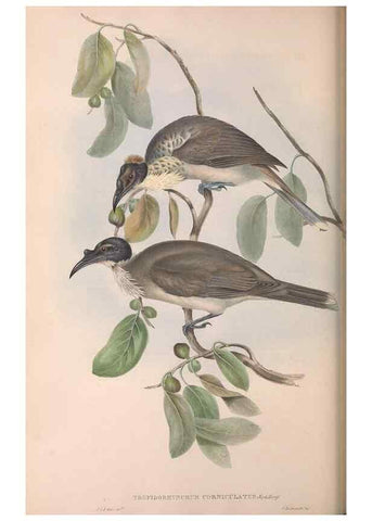 Reproducción/Reproduction 36764535906: The birds of Australia.. London,Printed by R. and J. E. Taylor; pub. by the author,[1840]-48.