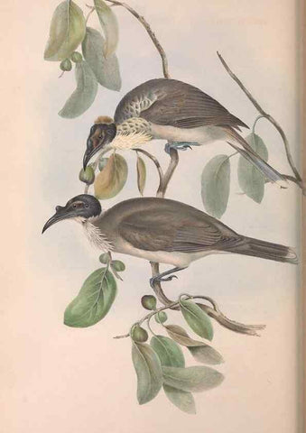 Reproducción/Reproduction 36764535906: The birds of Australia.. London,Printed by R. and J. E. Taylor; pub. by the author,[1840]-48.