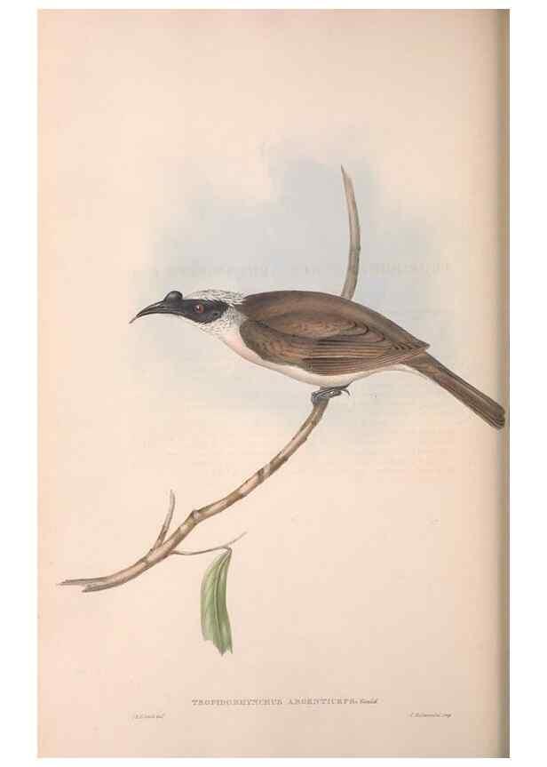 Reproducción/Reproduction 36764537786: The birds of Australia.. London,Printed by R. and J. E. Taylor; pub. by the author,[1840]-48.