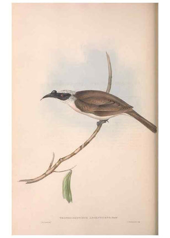 Reproducción/Reproduction 36764537786: The birds of Australia.. London,Printed by R. and J. E. Taylor; pub. by the author,[1840]-48.