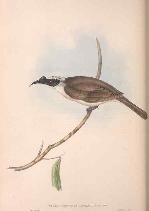 Reproducción/Reproduction 36764537786: The birds of Australia.. London,Printed by R. and J. E. Taylor; pub. by the author,[1840]-48.