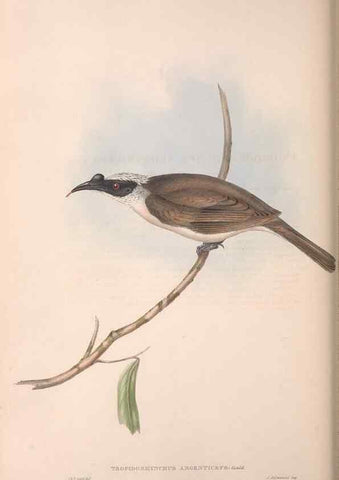 Reproducción/Reproduction 36764537786: The birds of Australia.. London,Printed by R. and J. E. Taylor; pub. by the author,[1840]-48.