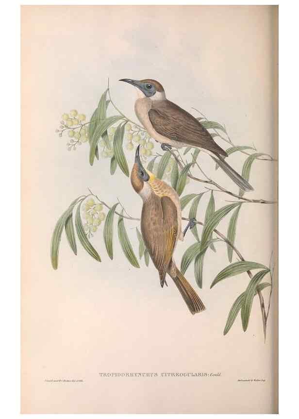 Reproducción/Reproduction 36143738203: The birds of Australia.. London,Printed by R. and J. E. Taylor; pub. by the author,[1840]-48.