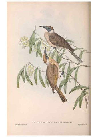 Reproducción/Reproduction 36143738203: The birds of Australia.. London,Printed by R. and J. E. Taylor; pub. by the author,[1840]-48.