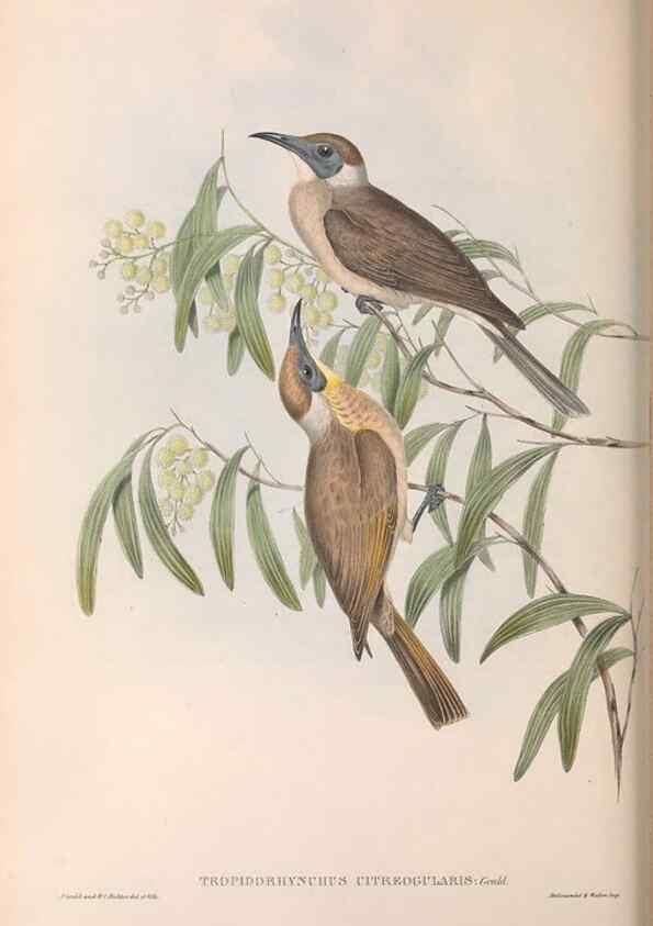 Reproducción/Reproduction 36143738203: The birds of Australia.. London,Printed by R. and J. E. Taylor; pub. by the author,[1840]-48.
