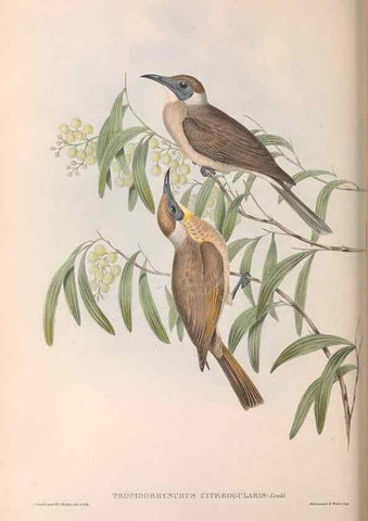 Reproducción/Reproduction 36143738203: The birds of Australia.. London,Printed by R. and J. E. Taylor; pub. by the author,[1840]-48.