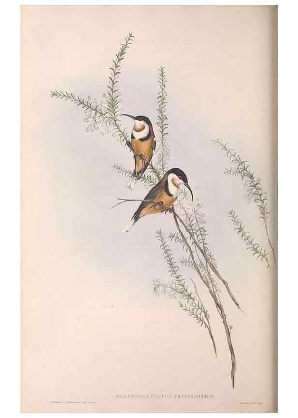 Reproducción/Reproduction 36143740563: The birds of Australia.. London,Printed by R. and J. E. Taylor; pub. by the author,[1840]-48.