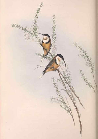 Reproducción/Reproduction 36143740563: The birds of Australia.. London,Printed by R. and J. E. Taylor; pub. by the author,[1840]-48.