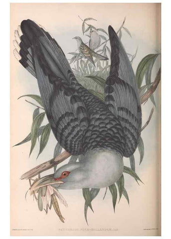 Reproducción/Reproduction 36143786583: The birds of Australia.. London,Printed by R. and J. E. Taylor; pub. by the author,[1840]-48.