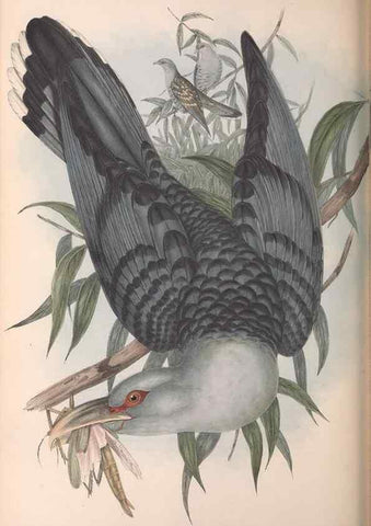 Reproducción/Reproduction 36143786583: The birds of Australia.. London,Printed by R. and J. E. Taylor; pub. by the author,[1840]-48.