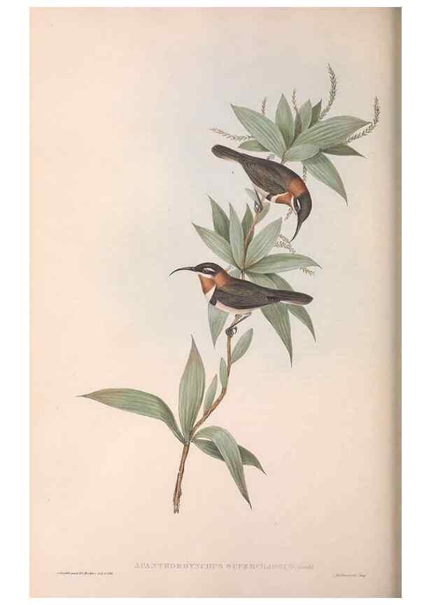 Reproducción/Reproduction 36143742743: The birds of Australia.. London,Printed by R. and J. E. Taylor; pub. by the author,[1840]-48.