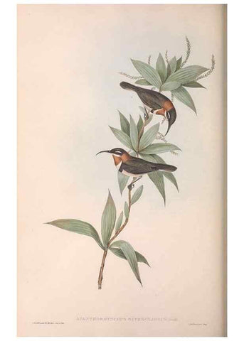 Reproducción/Reproduction 36143742743: The birds of Australia.. London,Printed by R. and J. E. Taylor; pub. by the author,[1840]-48.