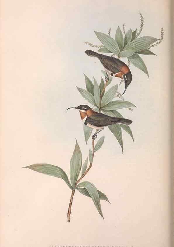 Reproducción/Reproduction 36143742743: The birds of Australia.. London,Printed by R. and J. E. Taylor; pub. by the author,[1840]-48.