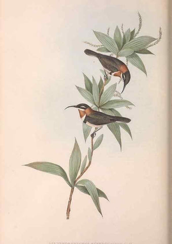 Reproducción/Reproduction 36143742743: The birds of Australia.. London,Printed by R. and J. E. Taylor; pub. by the author,[1840]-48.
