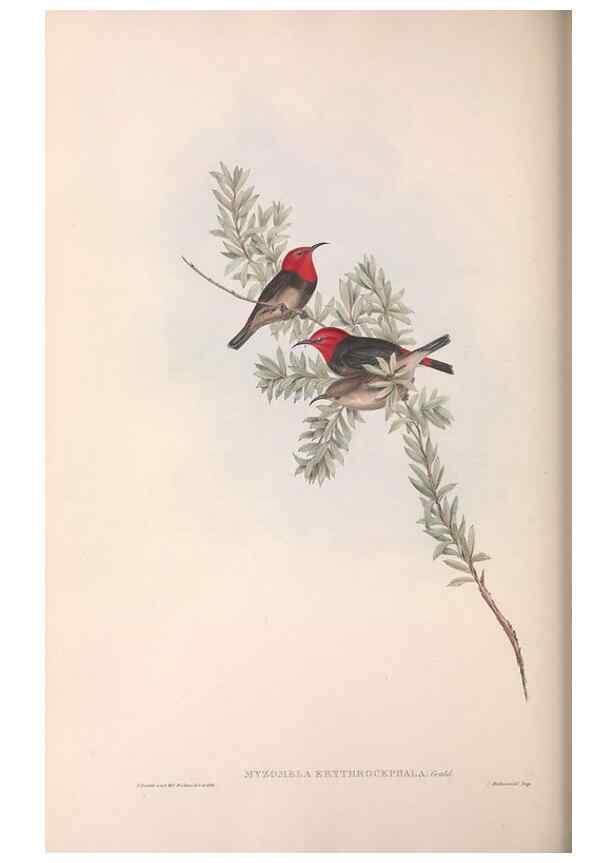 Reproducción/Reproduction 36555974600: The birds of Australia.. London,Printed by R. and J. E. Taylor; pub. by the author,[1840]-48.