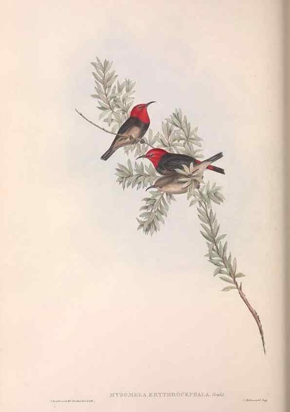 Reproducción/Reproduction 36555974600: The birds of Australia.. London,Printed by R. and J. E. Taylor; pub. by the author,[1840]-48.