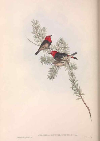 Reproducción/Reproduction 36555974600: The birds of Australia.. London,Printed by R. and J. E. Taylor; pub. by the author,[1840]-48.