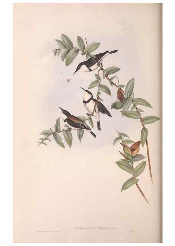 Reproducción/Reproduction 36555976030: The birds of Australia.. London,Printed by R. and J. E. Taylor; pub. by the author,[1840]-48.