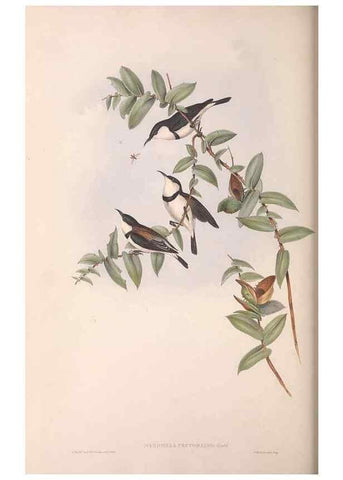 Reproducción/Reproduction 36555976030: The birds of Australia.. London,Printed by R. and J. E. Taylor; pub. by the author,[1840]-48.