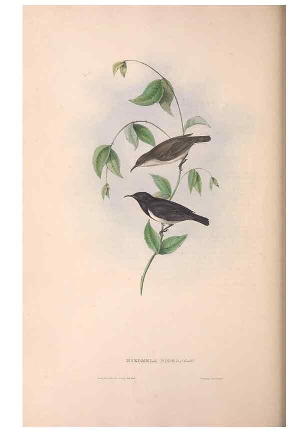 Reproducción/Reproduction 36555977410: The birds of Australia.. London,Printed by R. and J. E. Taylor; pub. by the author,[1840]-48.