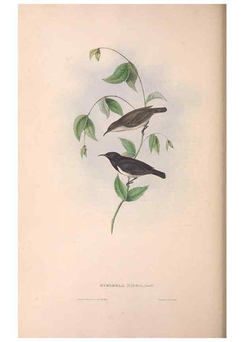 Reproducción/Reproduction 36555977410: The birds of Australia.. London,Printed by R. and J. E. Taylor; pub. by the author,[1840]-48.