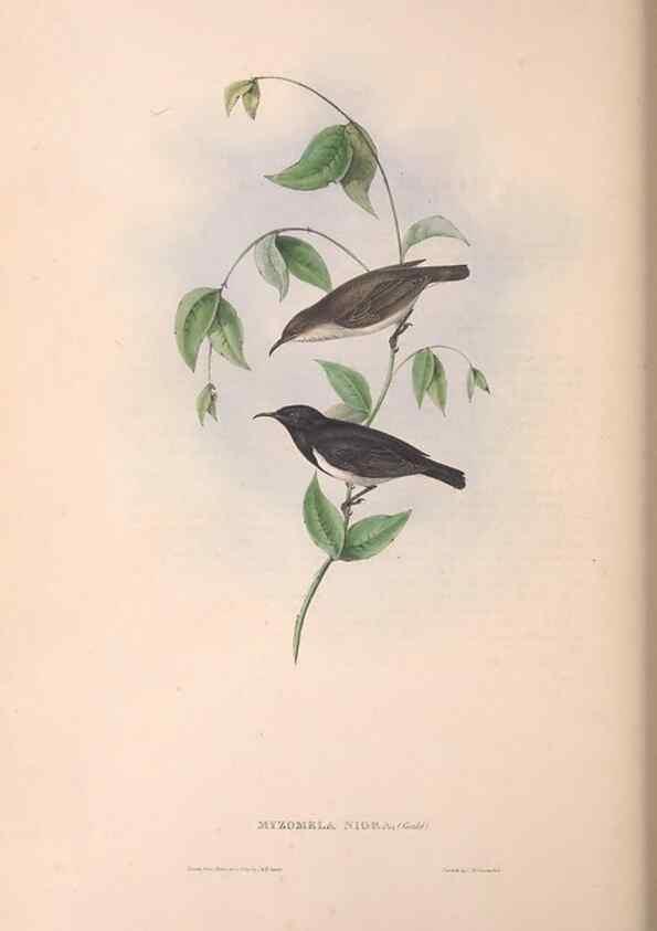 Reproducción/Reproduction 36555977410: The birds of Australia.. London,Printed by R. and J. E. Taylor; pub. by the author,[1840]-48.