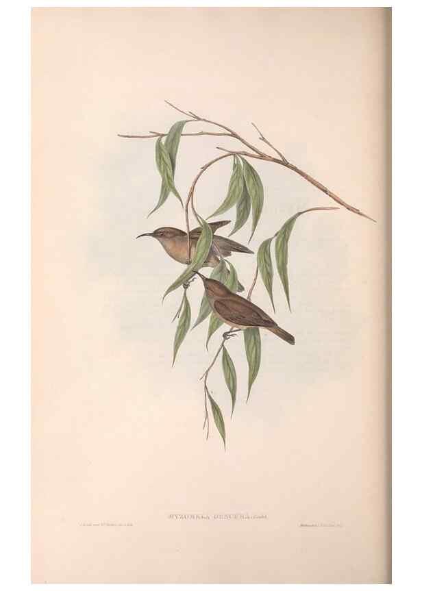 Reproducción/Reproduction 36555979020: The birds of Australia.. London,Printed by R. and J. E. Taylor; pub. by the author,[1840]-48.