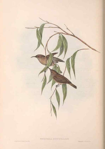 Reproducción/Reproduction 36555979020: The birds of Australia.. London,Printed by R. and J. E. Taylor; pub. by the author,[1840]-48.