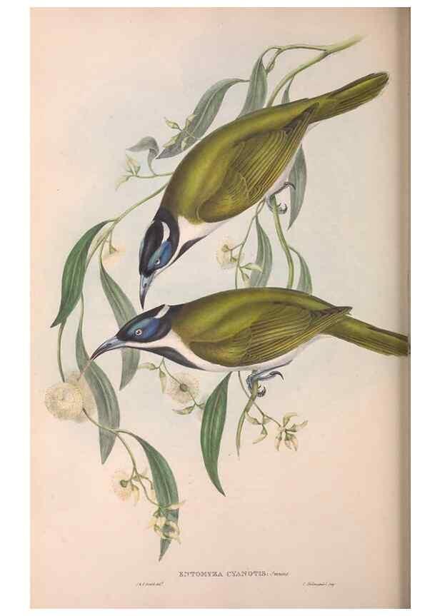 Reproducción/Reproduction 36555980970: The birds of Australia.. London,Printed by R. and J. E. Taylor; pub. by the author,[1840]-48.