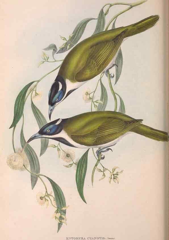 Reproducción/Reproduction 36555980970: The birds of Australia.. London,Printed by R. and J. E. Taylor; pub. by the author,[1840]-48.