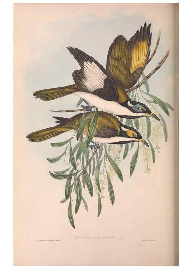 Reproducción/Reproduction 36555982710: The birds of Australia.. London,Printed by R. and J. E. Taylor; pub. by the author,[1840]-48.