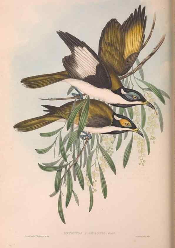 Reproducción/Reproduction 36555982710: The birds of Australia.. London,Printed by R. and J. E. Taylor; pub. by the author,[1840]-48.