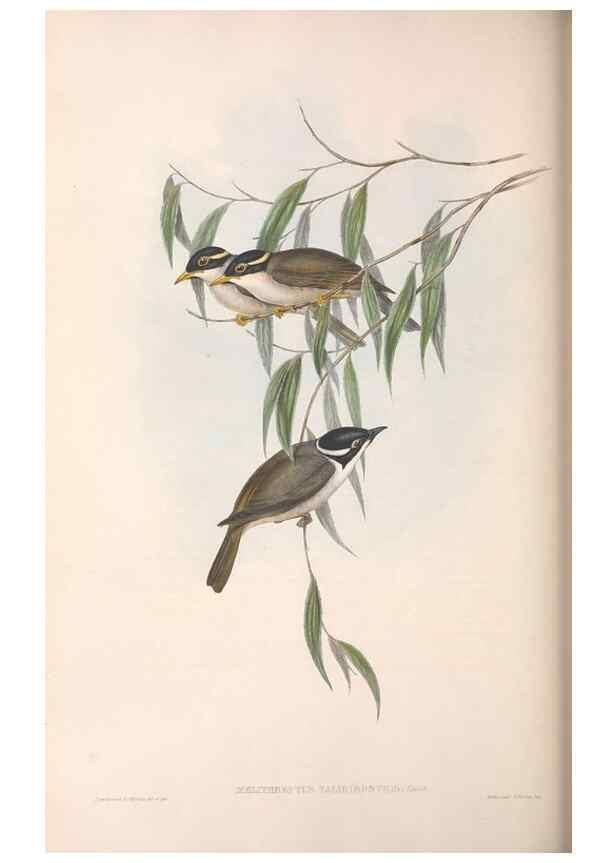 Reproducción/Reproduction 36555983930: The birds of Australia.. London,Printed by R. and J. E. Taylor; pub. by the author,[1840]-48.
