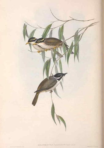 Reproducción/Reproduction 36555983930: The birds of Australia.. London,Printed by R. and J. E. Taylor; pub. by the author,[1840]-48.