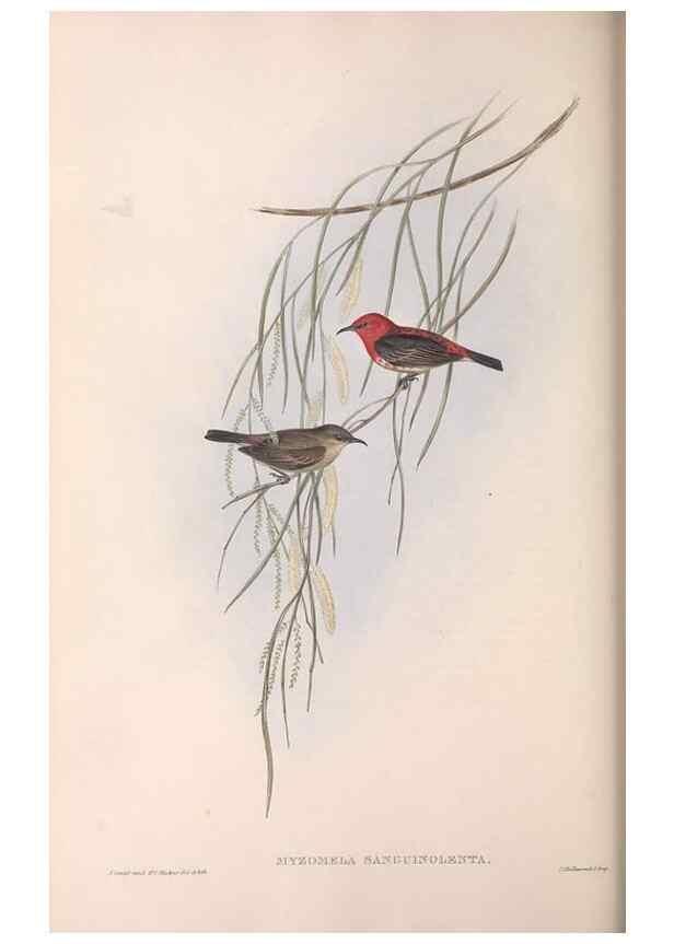Reproducción/Reproduction 36555972940: The birds of Australia.. London,Printed by R. and J. E. Taylor; pub. by the author,[1840]-48.