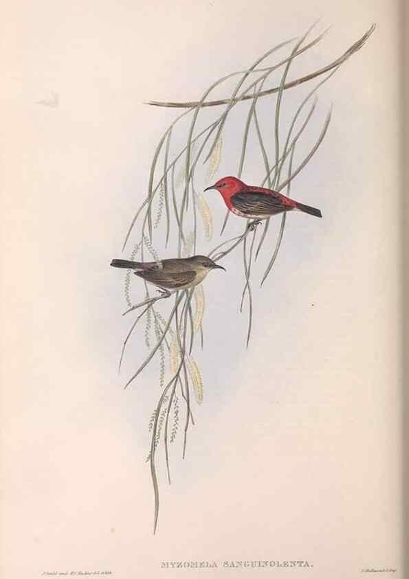 Reproducción/Reproduction 36555972940: The birds of Australia.. London,Printed by R. and J. E. Taylor; pub. by the author,[1840]-48.