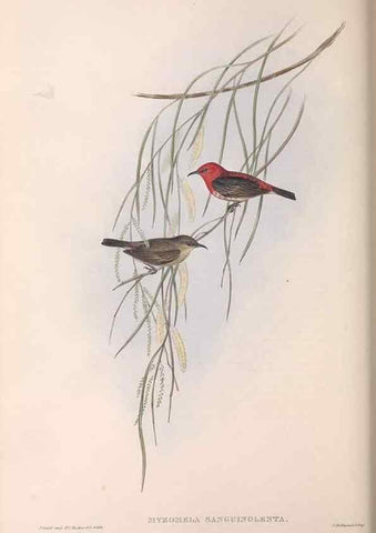 Reproducción/Reproduction 36555972940: The birds of Australia.. London,Printed by R. and J. E. Taylor; pub. by the author,[1840]-48.