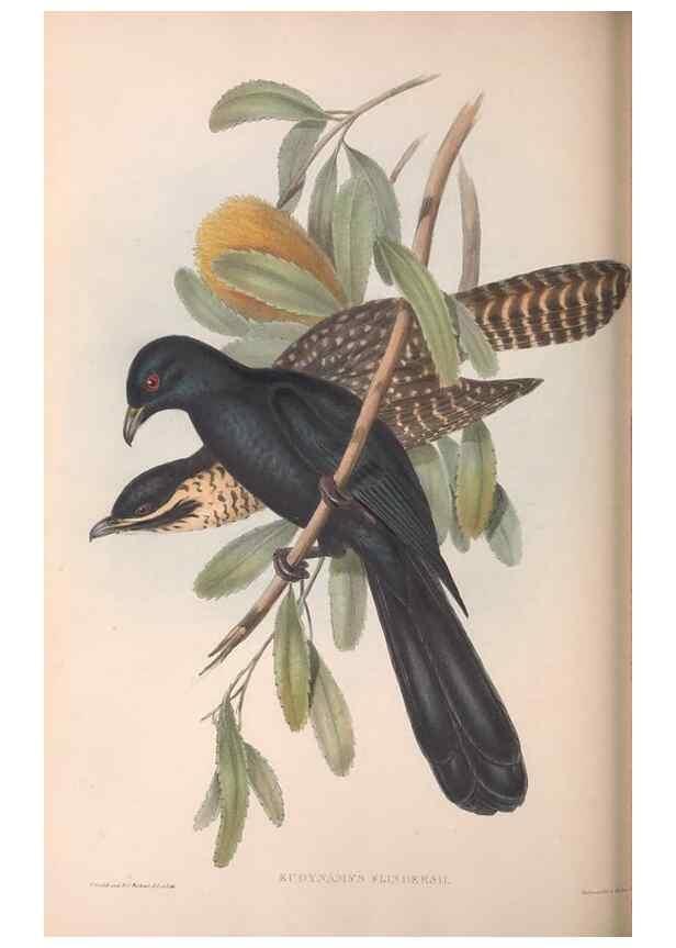 Reproducción/Reproduction 36143788653: The birds of Australia.. London,Printed by R. and J. E. Taylor; pub. by the author,[1840]-48.