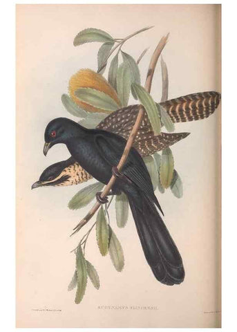 Reproducción/Reproduction 36143788653: The birds of Australia.. London,Printed by R. and J. E. Taylor; pub. by the author,[1840]-48.