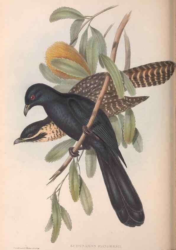Reproducción/Reproduction 36143788653: The birds of Australia.. London,Printed by R. and J. E. Taylor; pub. by the author,[1840]-48.