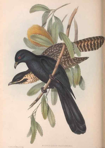 Reproducción/Reproduction 36143788653: The birds of Australia.. London,Printed by R. and J. E. Taylor; pub. by the author,[1840]-48.