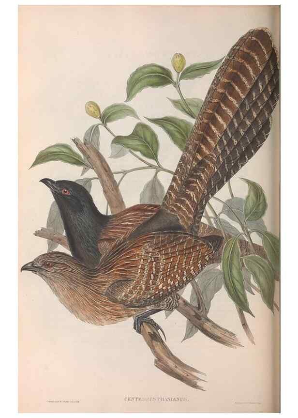 Reproducción/Reproduction 36143790883: The birds of Australia.. London,Printed by R. and J. E. Taylor; pub. by the author,[1840]-48.